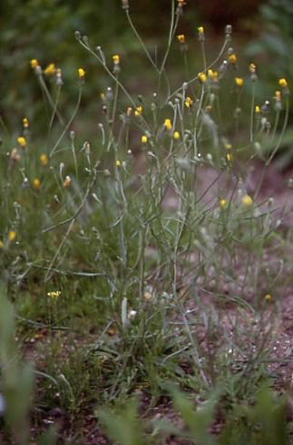 Crepis tectorum 1