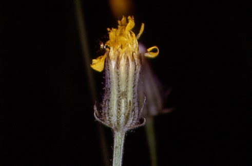 Crepis tectorum 2