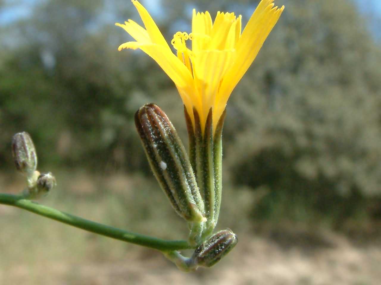 Crepis tectorum 3