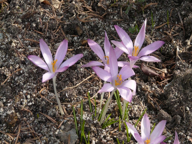 Crocus tommasinianus 1