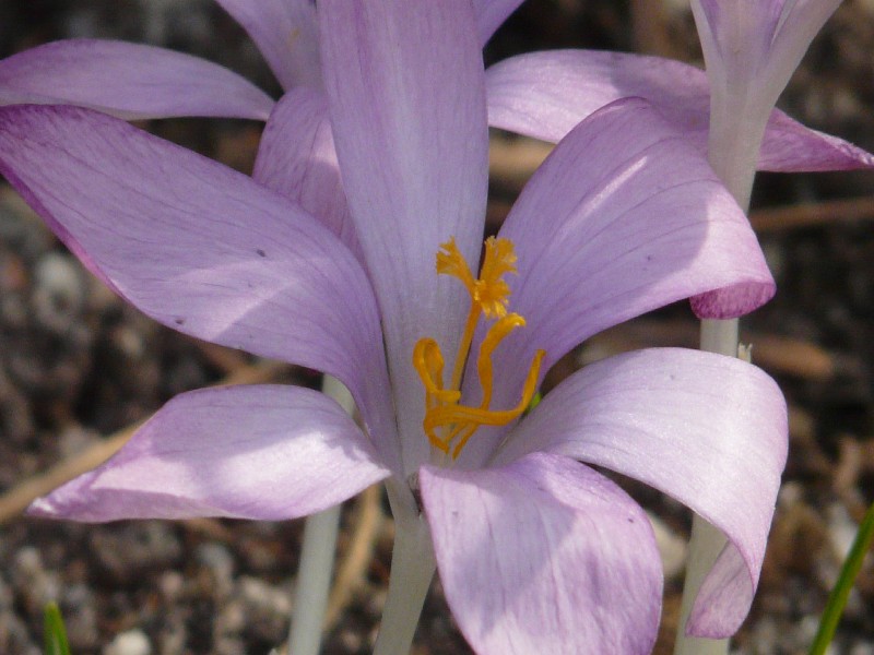 Crocus tommasinianus 2