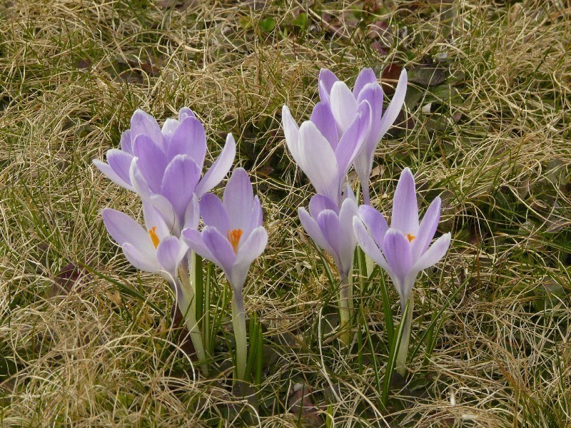 Crocus vernus