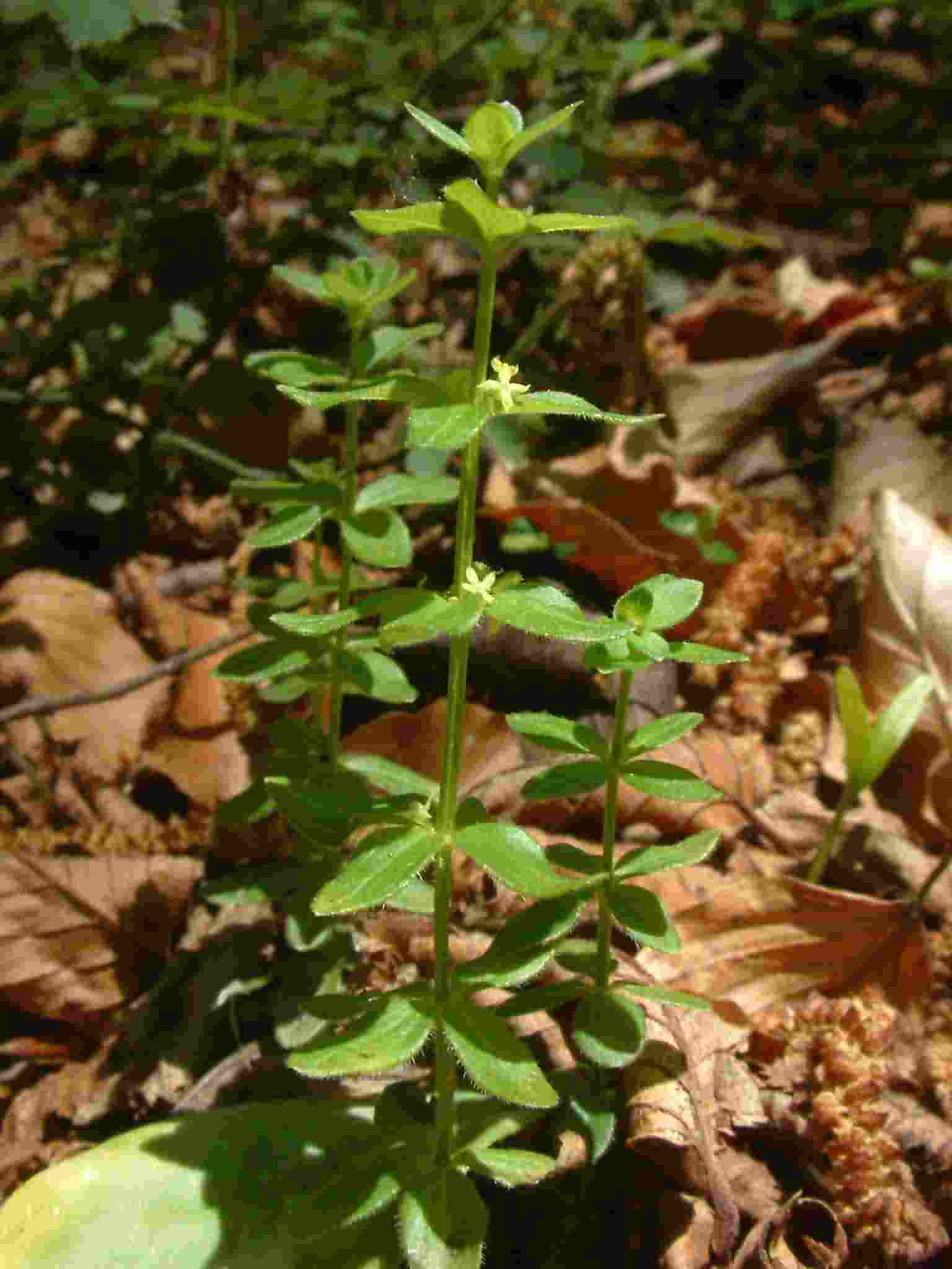 Cruciata glabra 1