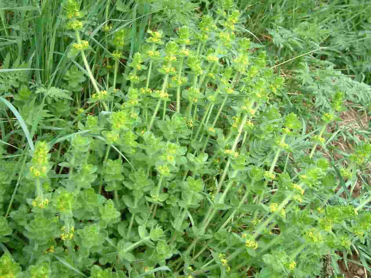 Cruciata laevipes 1