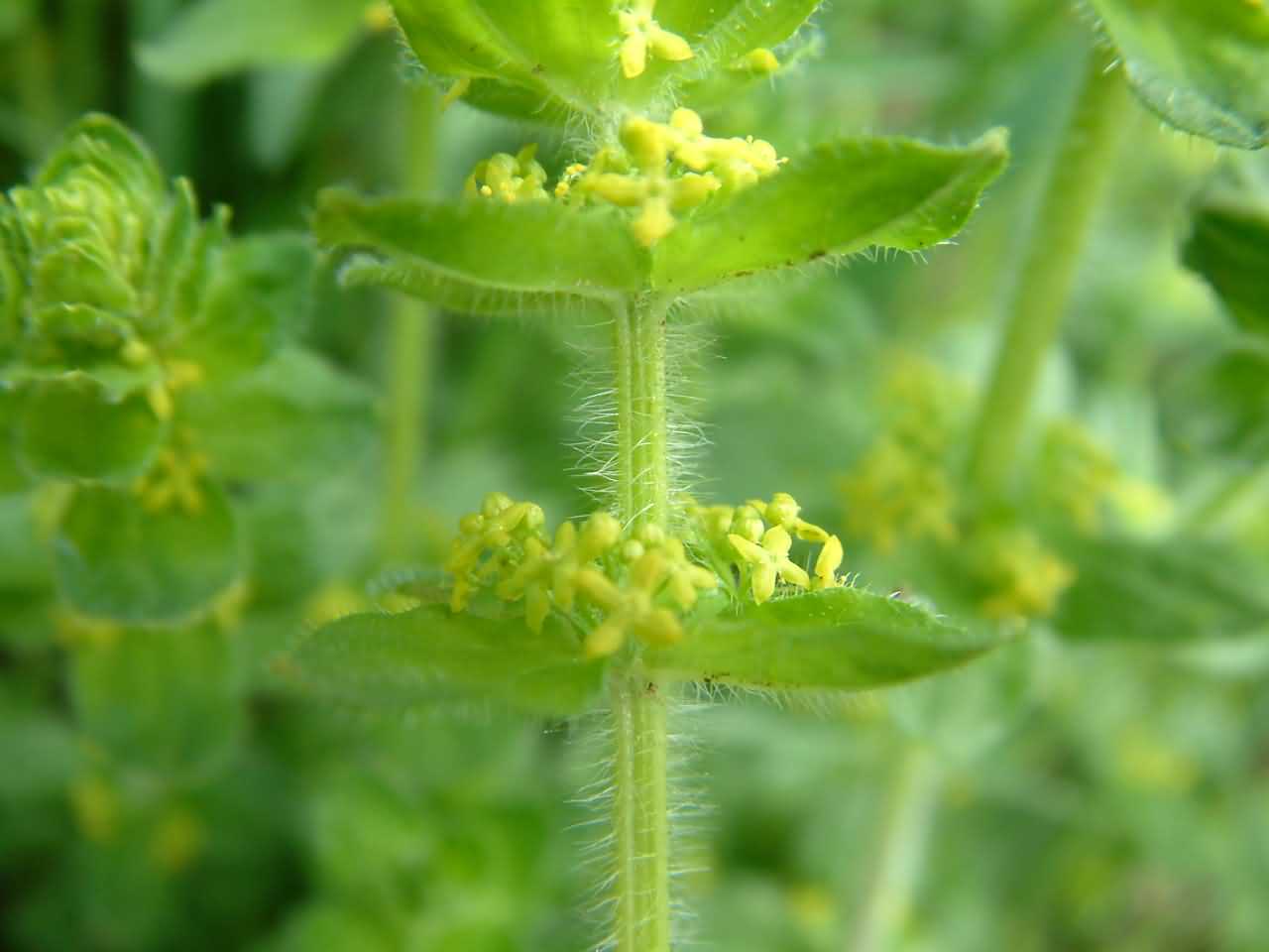 Cruciata laevipes 2