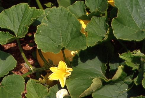 Cucurbita maxima 1