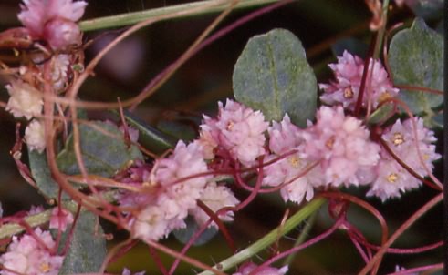 Cuscuta epithymum 1