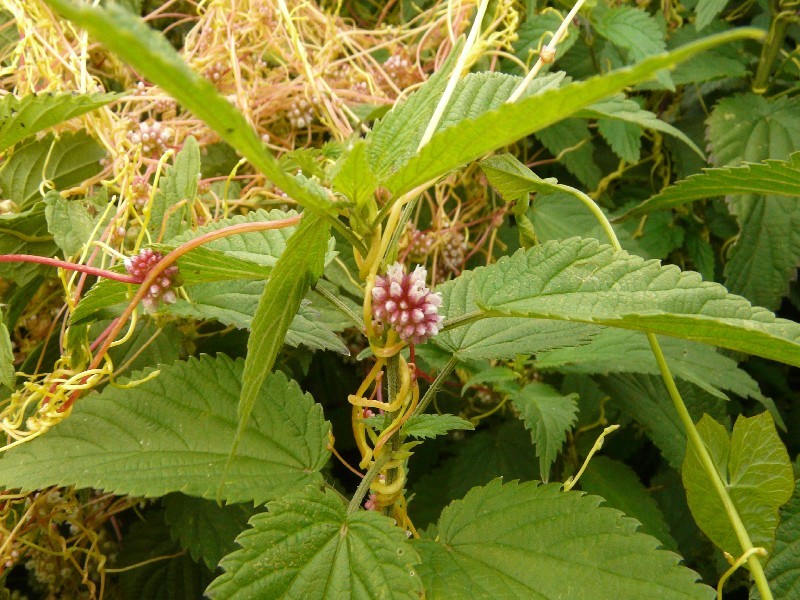 Cuscuta europaea 3