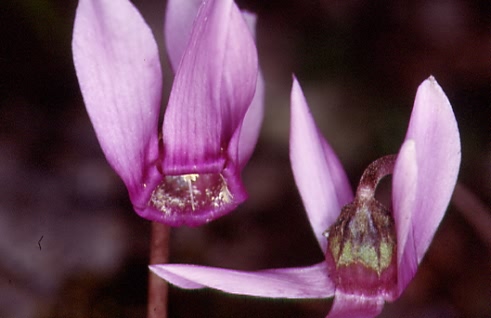 Cyclamen purpurascens 2