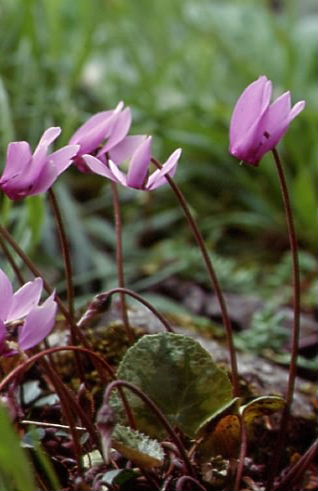 Cyclamen purpurascens 1