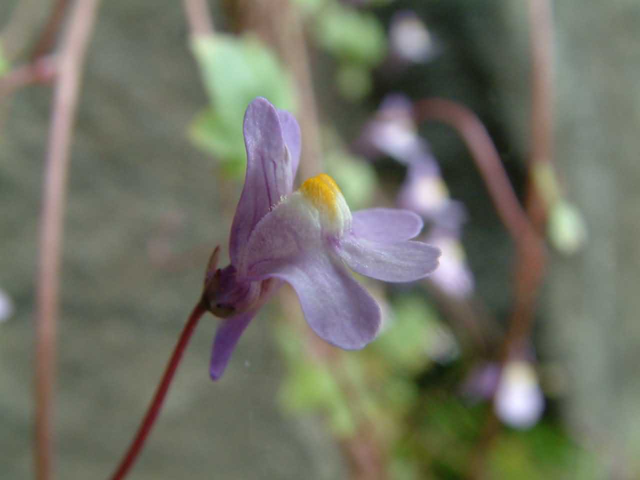 Cymbalaria muralis 3