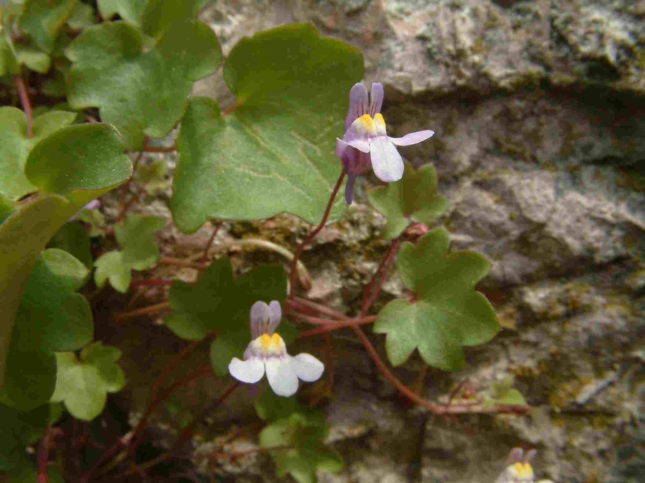 Cymbalaria muralis 2