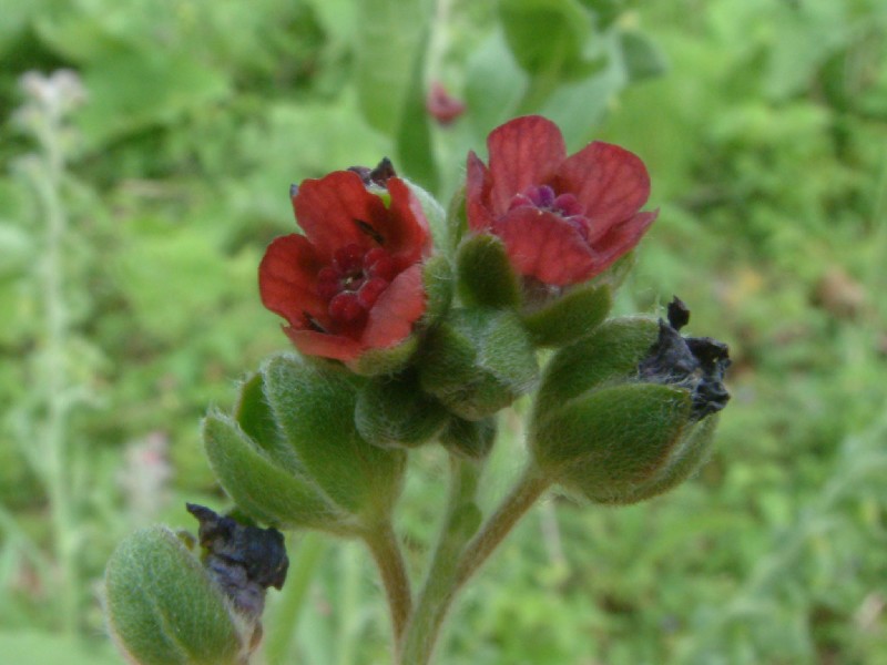 Cynoglossum officinale 2