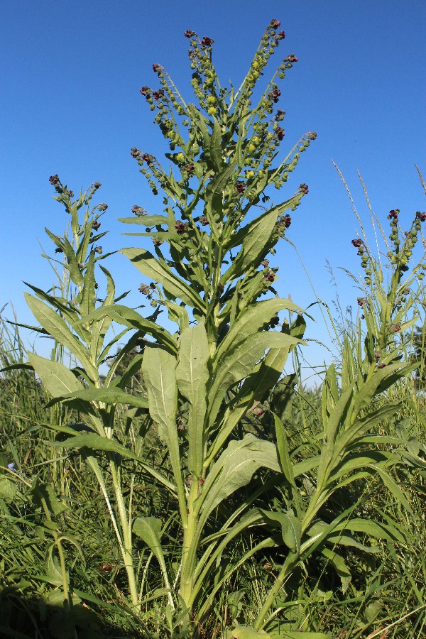 Cynoglossum officinale 1