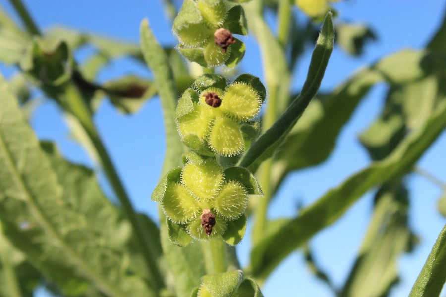 Cynoglossum officinale 3