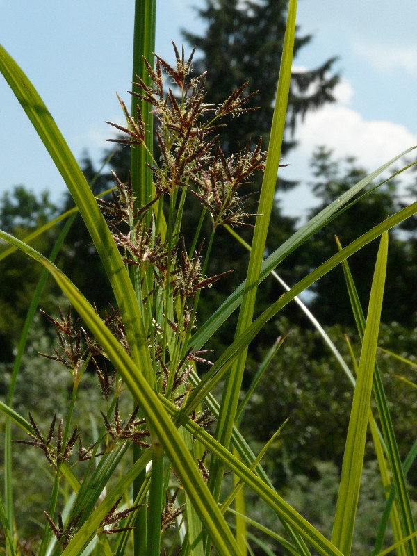 Cyperus longus 1