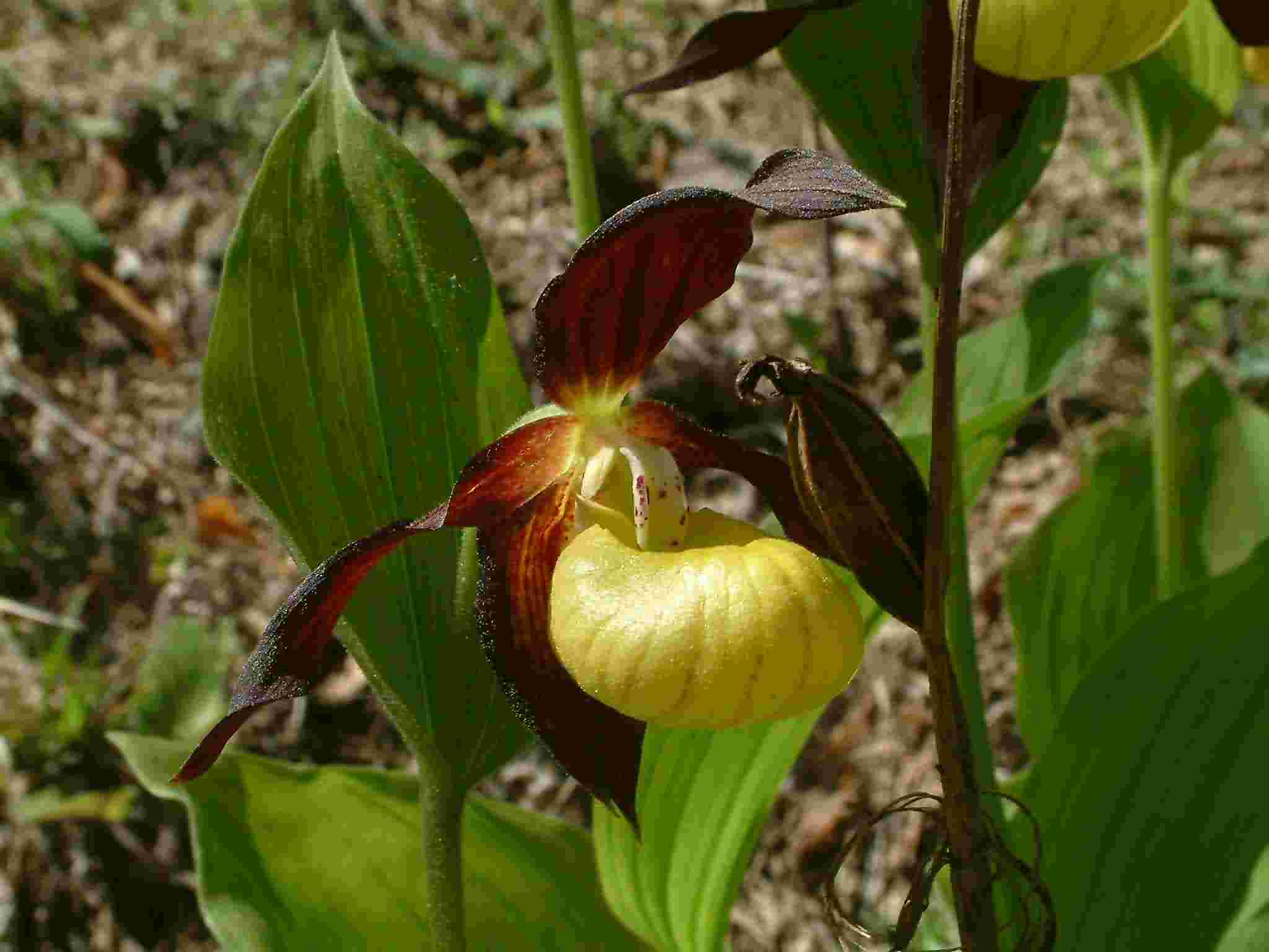 Cypripedium calceolus 2