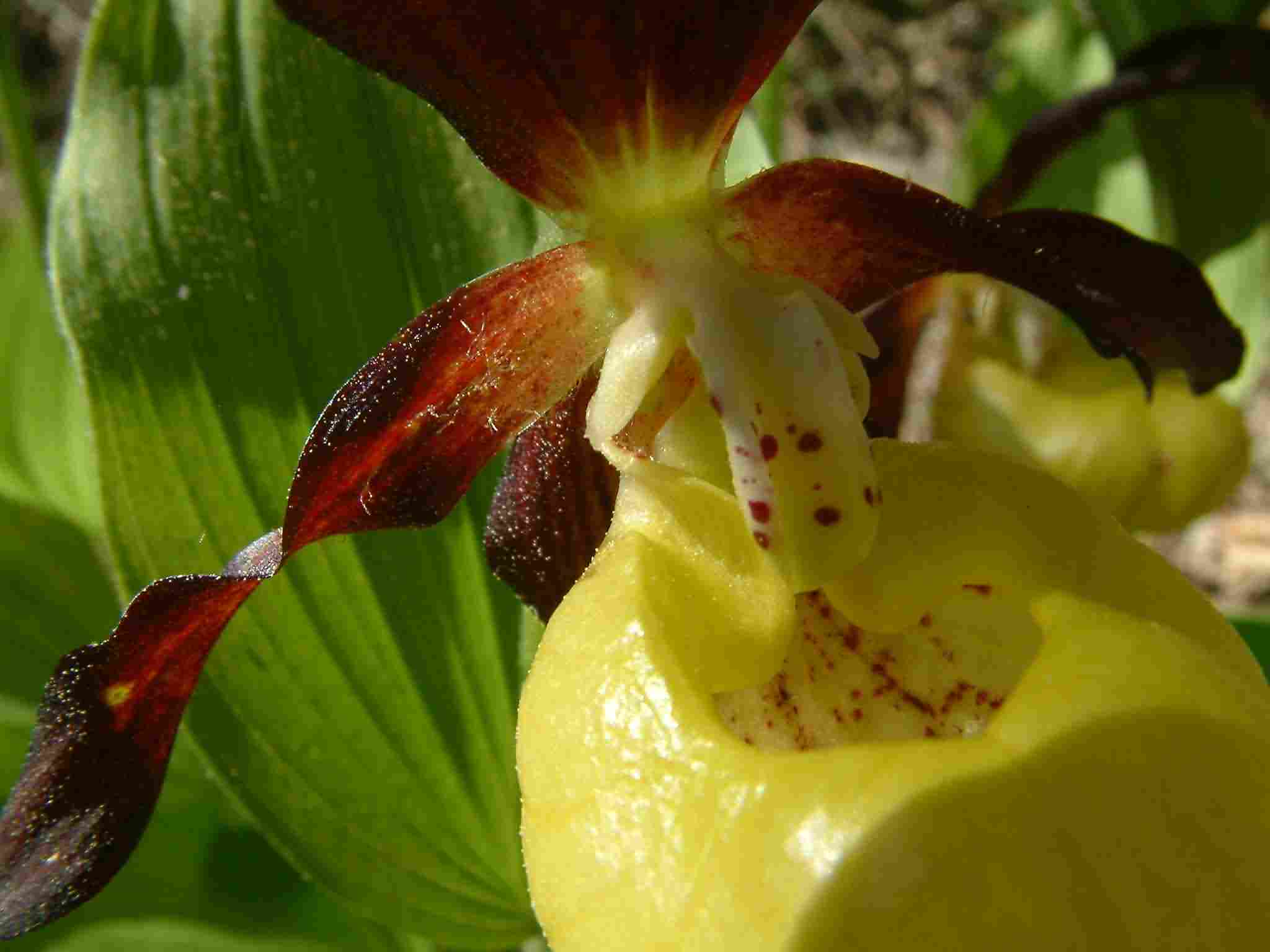 Cypripedium calceolus 3