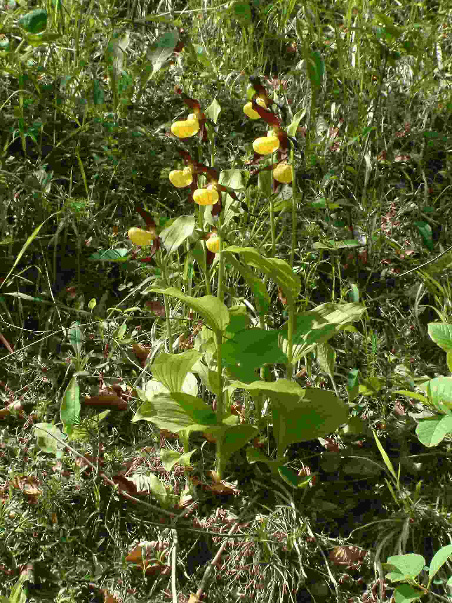 Cypripedium calceolus 1