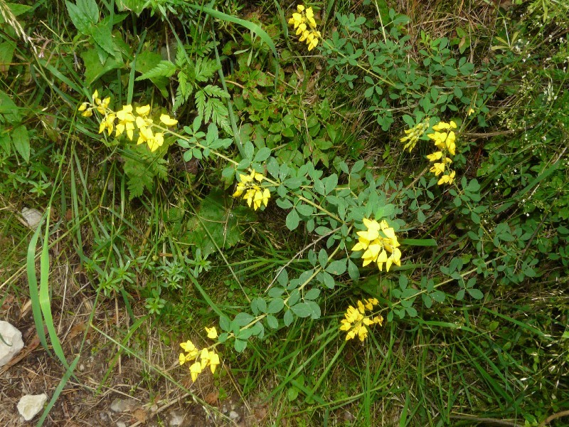 Cytisus nigricans 1