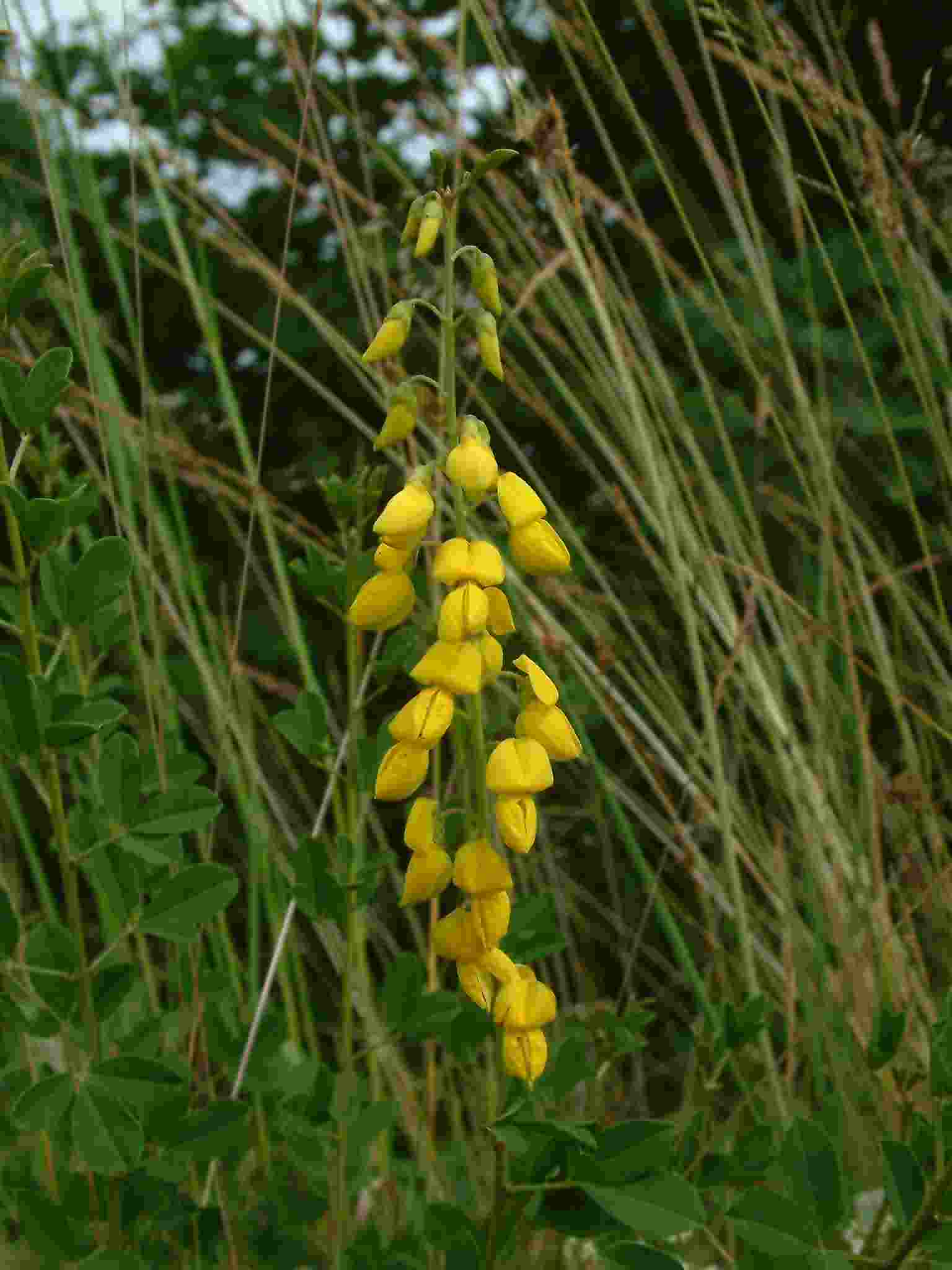 Cytisus nigricans 2