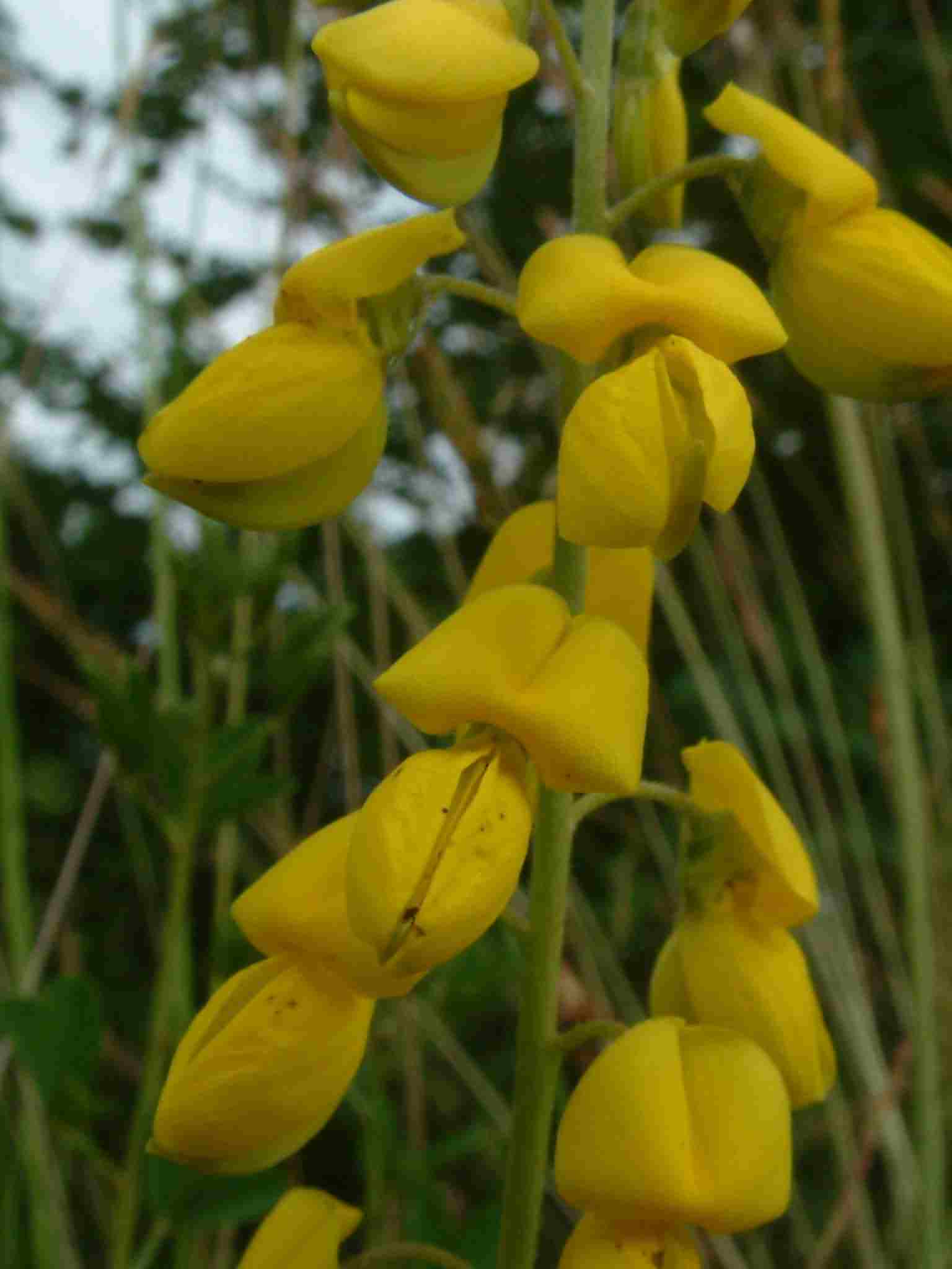 Cytisus nigricans 3