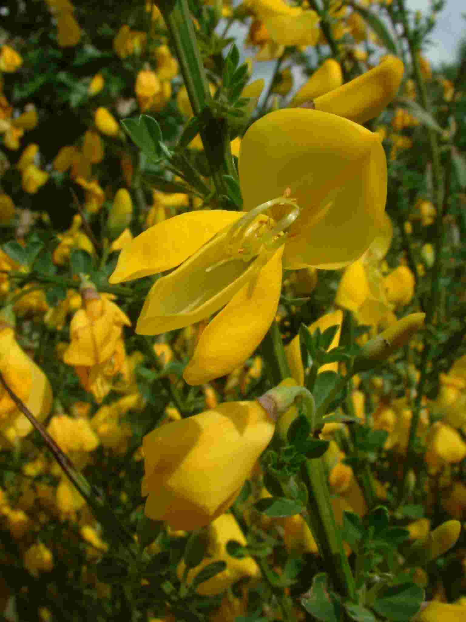 Cytisus scoparius 1