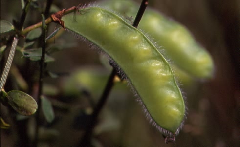 Cytisus scoparius 2