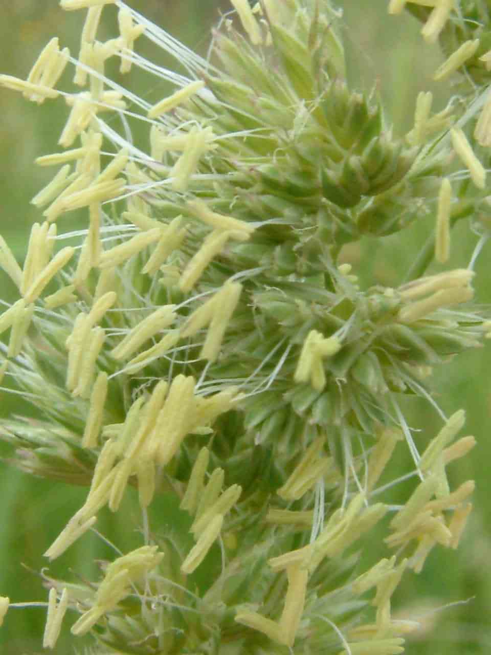 Dactylis glomerata 2