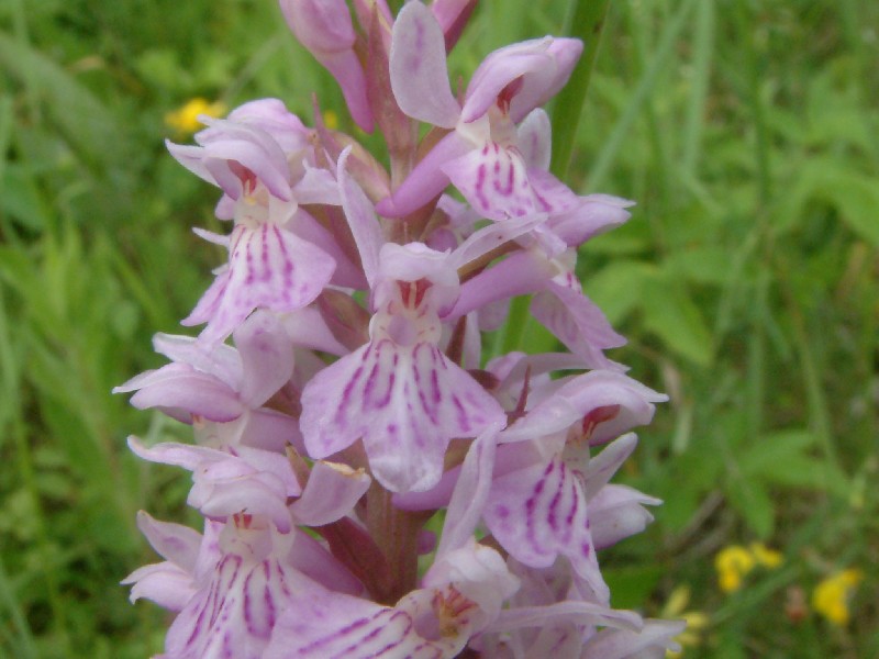 Dactylorhiza maculata agg. 2