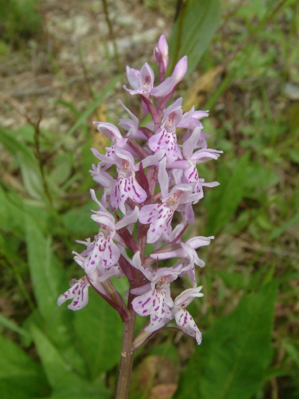 Dactylorhiza maculata agg. 1