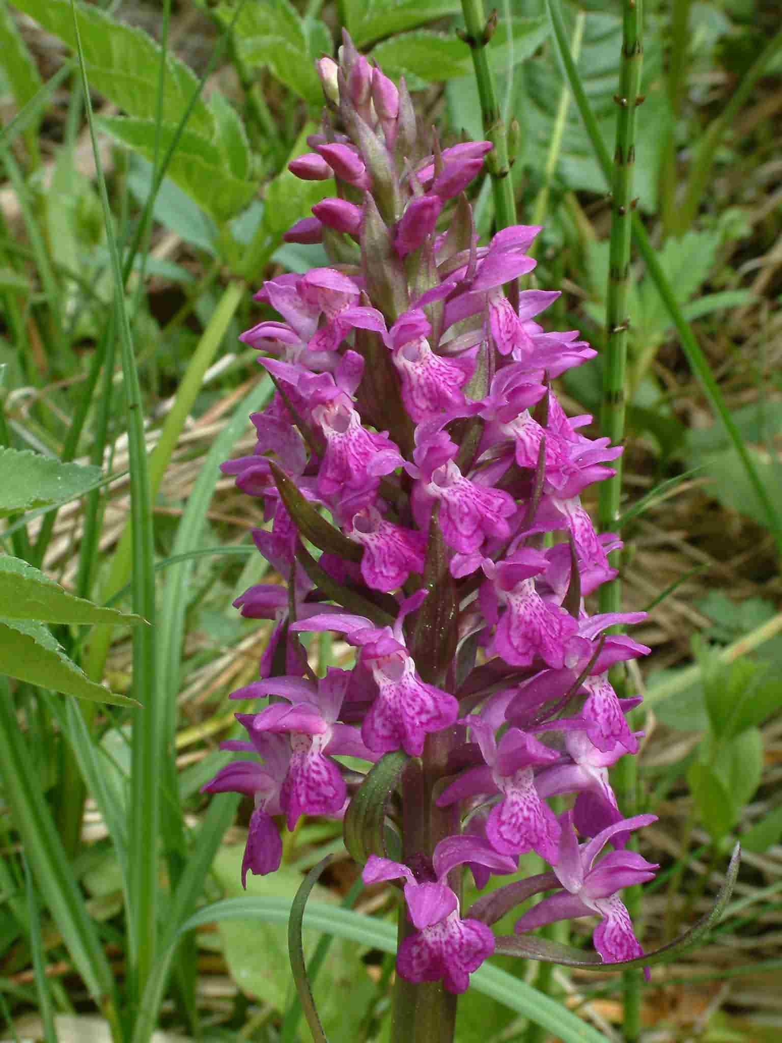 Dactylorhiza majalis 2