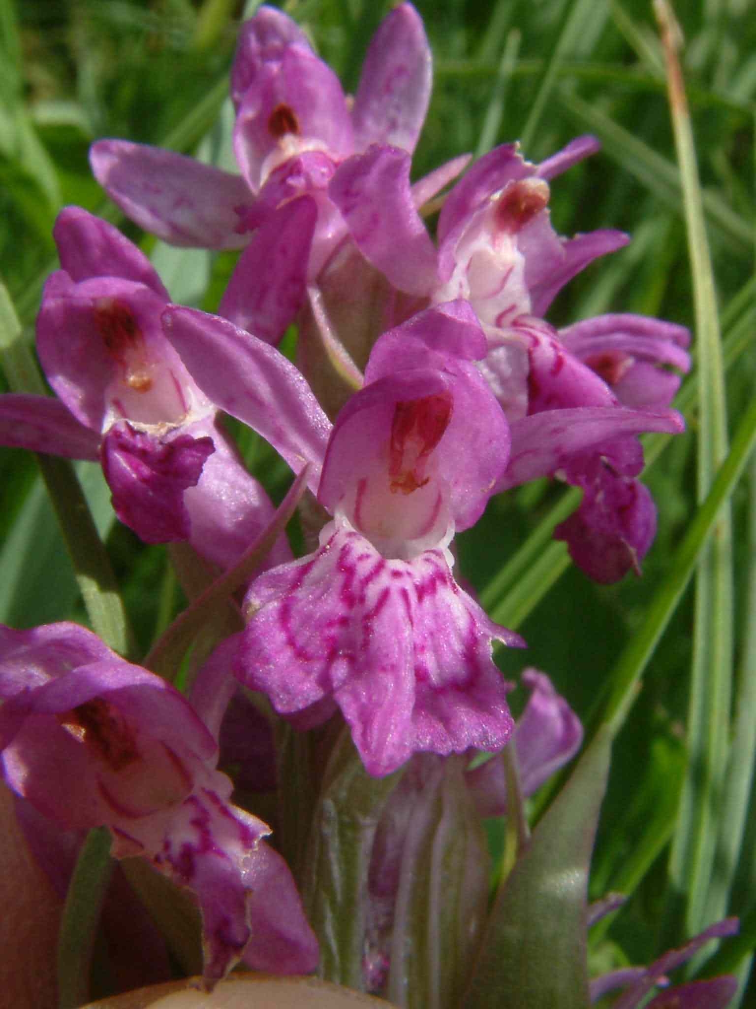 Dactylorhiza majalis 3