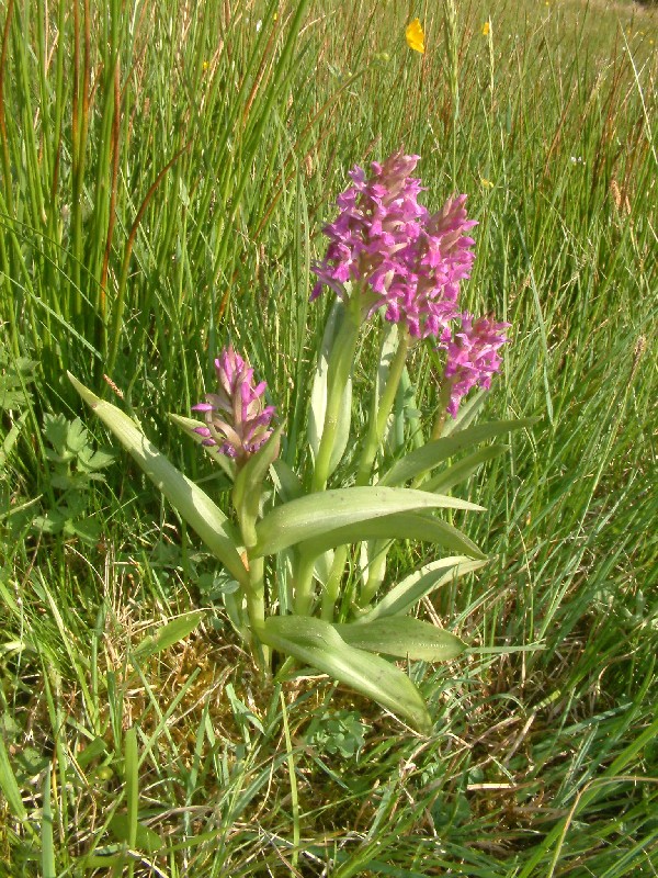 Dactylorhiza majalis 1