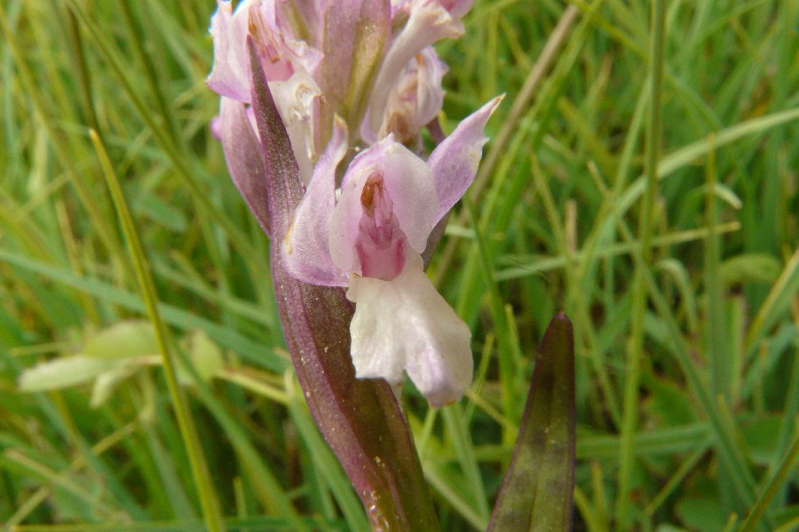 Dactylorhiza majalis 5