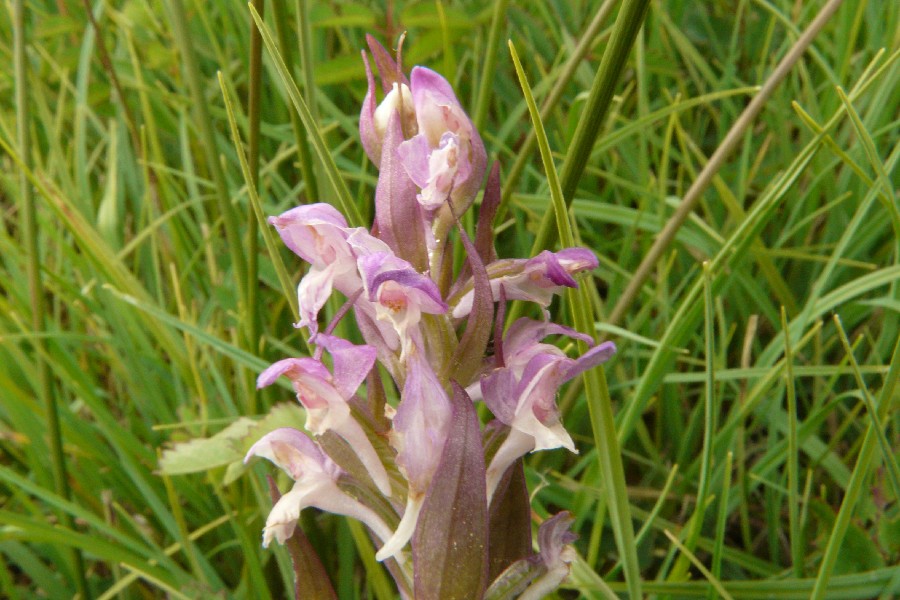 Dactylorhiza majalis 4