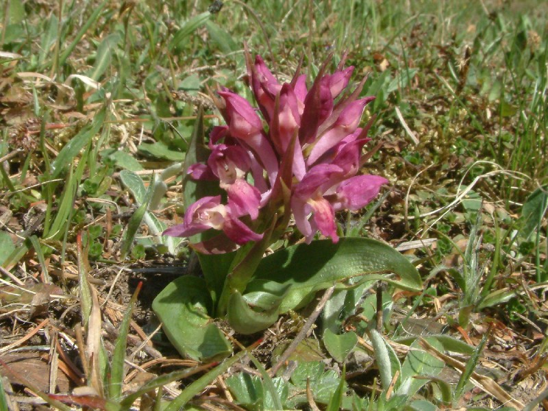 Dactylorhiza sambucina 2