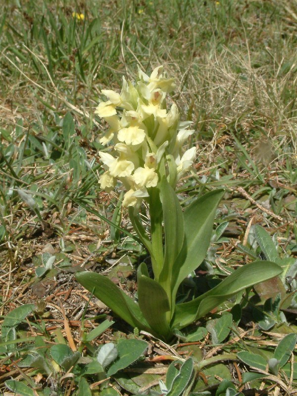 Dactylorhiza sambucina 1