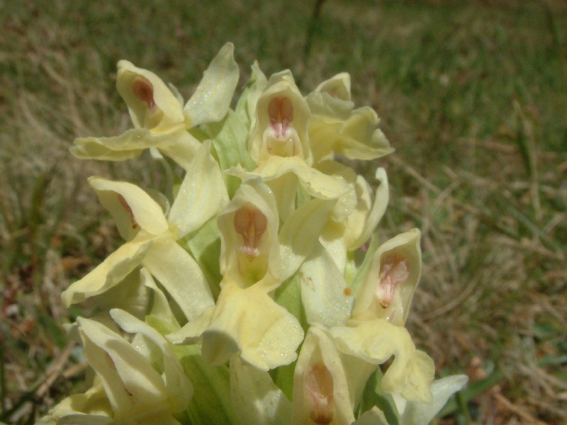 Dactylorhiza sambucina 3