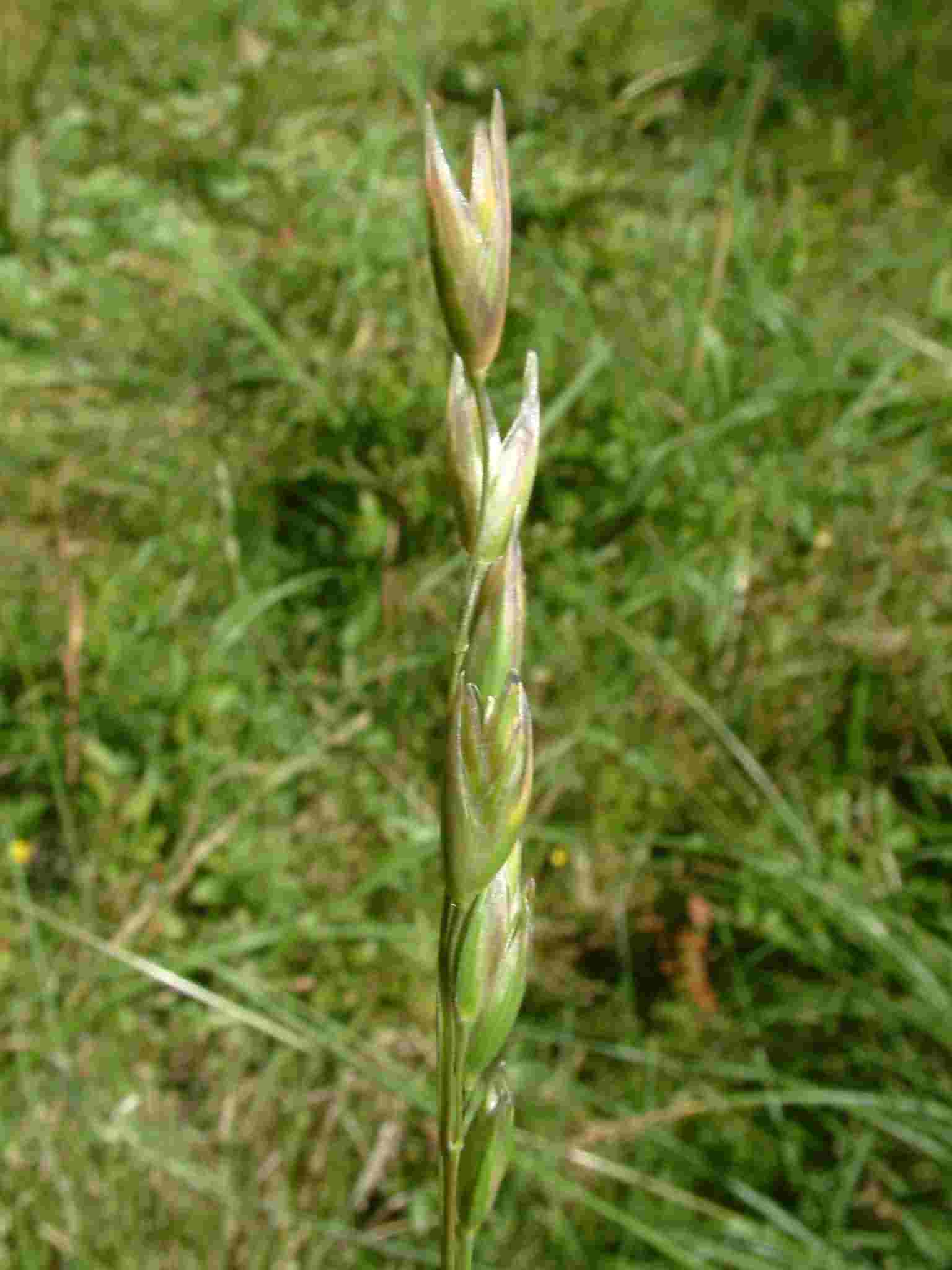 Danthonia decumbens 2