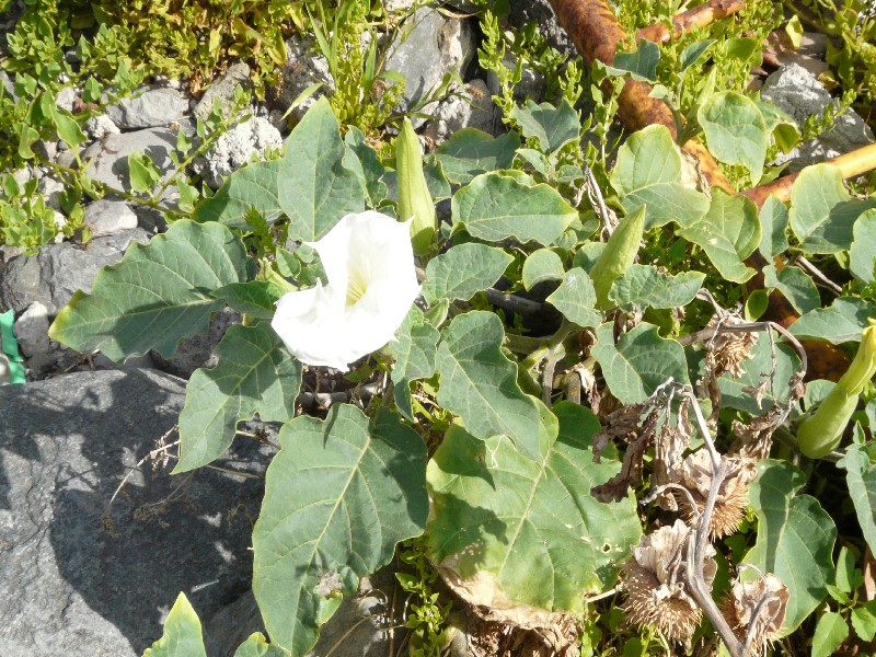 Datura innoxia 1