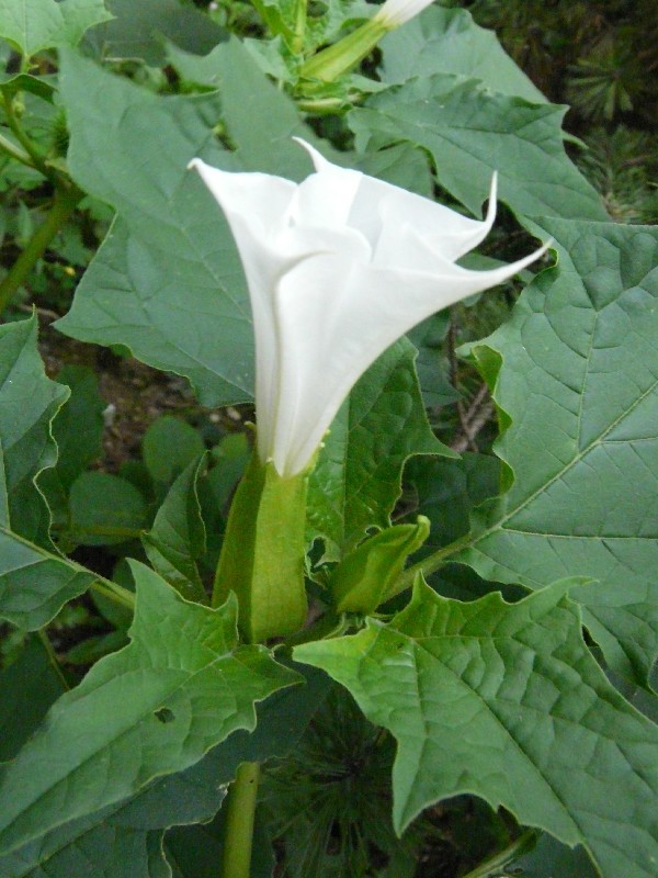 Datura stramonium 1