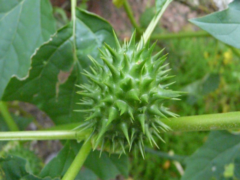 Datura stramonium 2