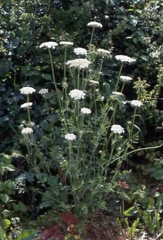 Daucus carota 1