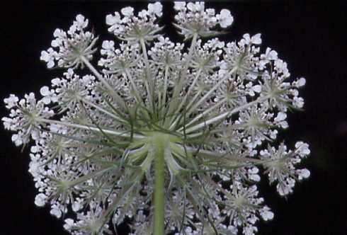 Daucus carota 2