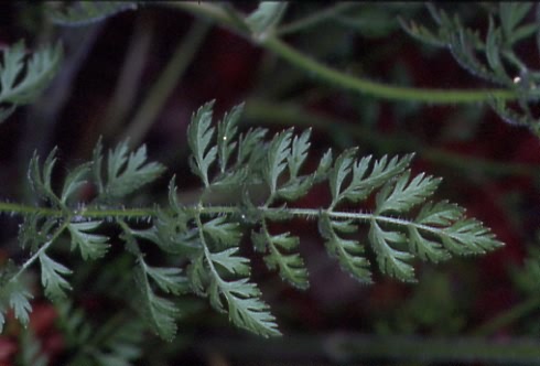 Daucus carota 4