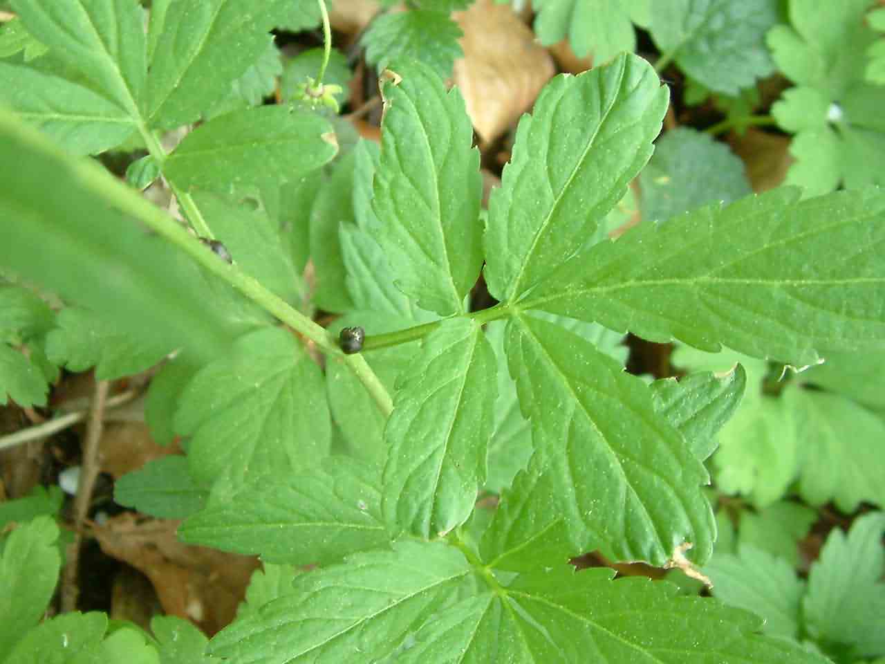 Dentaria bulbifera 2