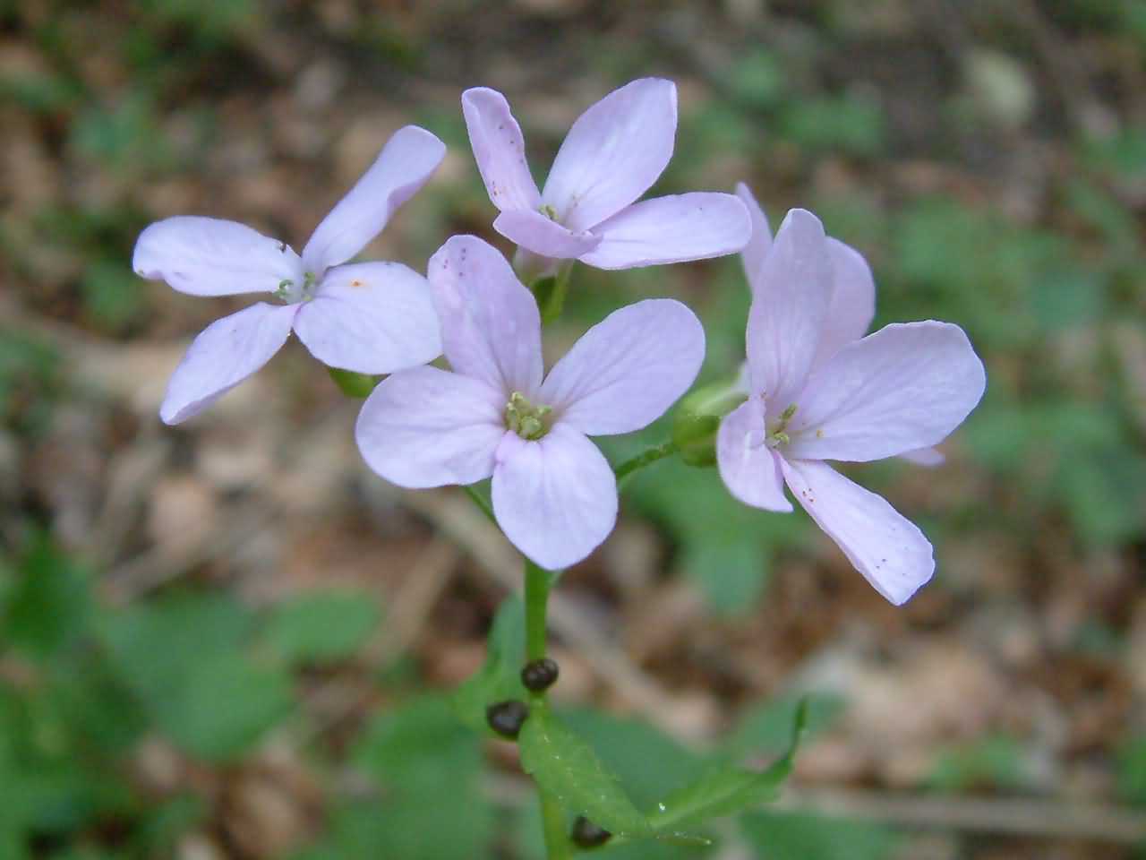 Dentaria bulbifera 1