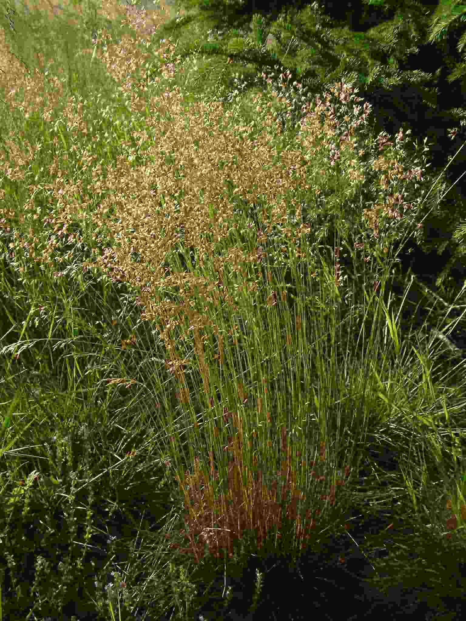 Deschampsia flexuosa 2