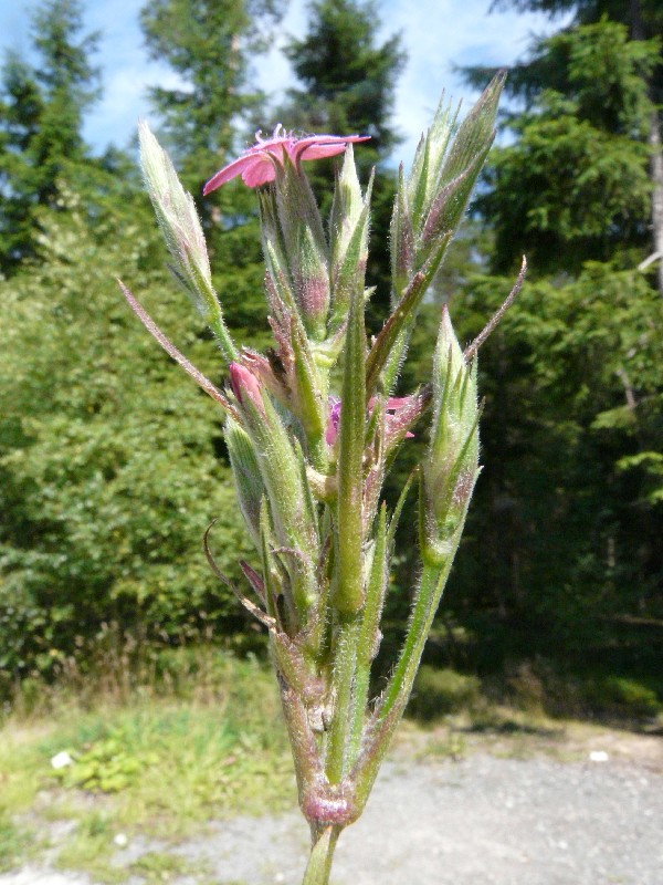 Dianthus armeria 1